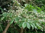 Sodo Gėlės Maleberry, Lyonia baltas Nuotrauka, aprašymas ir auginimas, augantis ir charakteristikos