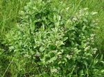 Hage blomster Maleberry, Lyonia hvit Bilde, beskrivelse og dyrking, voksende og kjennetegn