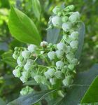 Tuin Bloemen Maleberry, Lyonia white foto, beschrijving en teelt, groeiend en karakteristieken