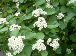 Garden Flowers Midland hawthorn, Crataegus white Photo, description and cultivation, growing and characteristics