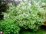 Flores do Jardim Laranja Trocista, Philadelphus branco foto, descrição e cultivo, crescente e características