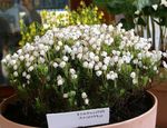 valkoinen Kukka Mountain Kanerva ominaisuudet ja kuva