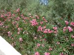 Zahradní květiny Oleandr, Nerium oleander růžový fotografie, popis a kultivace, pěstování a charakteristiky