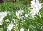 Hage blomster Oleander, Nerium oleander hvit Bilde, beskrivelse og dyrking, voksende og kjennetegn