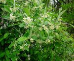 Oleaster, Wiśnia Silverberry, Goumi, Srebro Buffaloberry