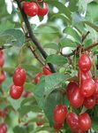 Vrtno Cvetje Oleaster, Češnja Silverberry, Goumi, Srebrna Buffaloberry, Elaeagnus rumena fotografija, opis in gojenje, rast in značilnosti