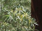 庭の花 グミ、桜の銀ベリー、goumi、銀バッファロー, Elaeagnus 黄 フォト, 説明 と 栽培, 成長 と 特性