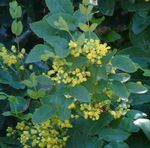 庭の花 オレゴンブドウ、オレゴンブドウヒイラギ、ヒイラギ葉のメギ, Mahonia 黄 フォト, 説明 と 栽培, 成長 と 特性