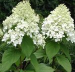 庭の花 穂アジサイ、木のアジサイ, Hydrangea paniculata ホワイト フォト, 説明 と 栽培, 成長 と 特性