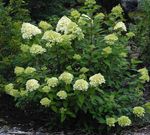 green Flower Panicle Hydrangea, Tree Hydrangea characteristics and Photo