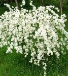 Gartenblumen Pearl Busch, Exochorda weiß Foto, Beschreibung und Anbau, wächst und Merkmale