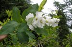 Vrtno Cvetje Biser Bush, Exochorda bela fotografija, opis in gojenje, rast in značilnosti