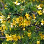 yellow Flower Peashrub characteristics and Photo