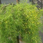 Trädgårdsblommor Peashrub, Caragana gul Fil, beskrivning och uppodling, odling och egenskaper