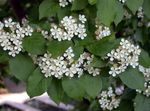 Flores do Jardim Photinia branco foto, descrição e cultivo, crescente e características