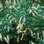 Puutarhakukat Photinia valkoinen kuva, tuntomerkit ja muokkaus, viljely ja ominaisuudet