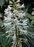 Flores do Jardim Photinia branco foto, descrição e cultivo, crescente e características