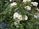 Градински цветове Polyantha Роза, Rosa polyantha бял снимка, описание и отглеждане, култивиране и характеристики