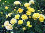 Aias Lilli Polyantha Tõusis, Rosa polyantha kollane Foto, kirjeldus ja kultiveerimine, kasvav ja omadused