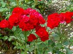 red Flower Polyantha rose characteristics and Photo