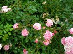 Polyantha rose 