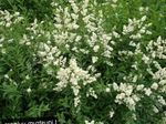 Garden Flowers Privet, Ligustrum-vulgare white Photo, description and cultivation, growing and characteristics