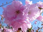 pink Bloem Prunus, Pruimenboom karakteristieken en foto