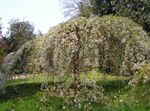 Trädgårdsblommor Prunus, Plommonträd vit Fil, beskrivning och uppodling, odling och egenskaper