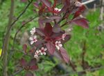 Trädgårdsblommor Prunus, Plommonträd vit Fil, beskrivning och uppodling, odling och egenskaper