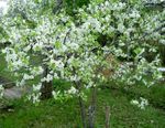Trädgårdsblommor Prunus, Plommonträd vit Fil, beskrivning och uppodling, odling och egenskaper
