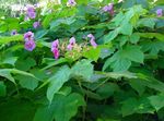 Paars-Flowering Framboos, Thimbleberry