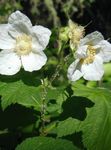 Tuin Bloemen Paars-Flowering Framboos, Thimbleberry, Rubus white foto, beschrijving en teelt, groeiend en karakteristieken