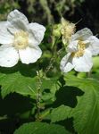  Lila-Blommande Hallon, Thimbleberry, Rubus vit Fil, beskrivning och uppodling, odling och egenskaper