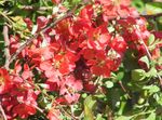 Tuin Bloemen Kweepeer, Chaenomeles-japonica red foto, beschrijving en teelt, groeiend en karakteristieken