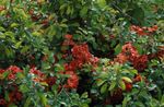 Tuin Bloemen Kweepeer, Chaenomeles-japonica red foto, beschrijving en teelt, groeiend en karakteristieken