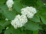 Tuin Bloemen Blafte Rode Kornoelje, Rood Takje Kornoelje, Tatarian Kornoelje, Swida alba (Cornus alba) white foto, beschrijving en teelt, groeiend en karakteristieken