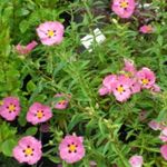 Градински цветове Рок Роза, Слънцето Изгря, Cistus розов снимка, описание и отглеждане, култивиране и характеристики
