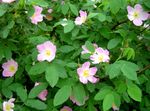 I fiori da giardino Rosa rosa foto, descrizione e la lavorazione, la coltivazione e caratteristiche