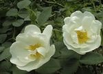 Flores do Jardim Rosa branco foto, descrição e cultivo, crescente e características