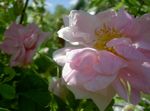 Garden Flowers Rosa pink Photo, description and cultivation, growing and characteristics