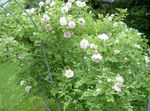 Trädgårdsblommor Rosa rosa Fil, beskrivning och uppodling, odling och egenskaper