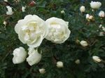 білий Квітка Паркові Троянди характеристика і Фото