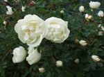 Garden Flowers rose white Photo, description and cultivation, growing and characteristics