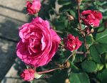 рожевий Квітка Паркові Троянди характеристика і Фото
