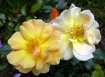 Zahradní květiny Růže Půdopokryvná, Rose-Ground-Cover žlutý fotografie, popis a kultivace, pěstování a charakteristiky