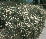 Have Blomster Rosa Bunddække, Rose-Ground-Cover hvid Foto, beskrivelse og dyrkning, voksende og egenskaber