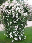 Garden Flowers Rose Rambler, Climbing Rose white Photo, description and cultivation, growing and characteristics
