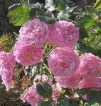 Garden Flowers Rose Rambler, Climbing Rose pink Photo, description and cultivation, growing and characteristics