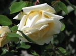 Garden Flowers Rose Rambler, Climbing Rose yellow Photo, description and cultivation, growing and characteristics