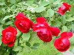 red Flower Rose Rambler, Climbing Rose characteristics and Photo